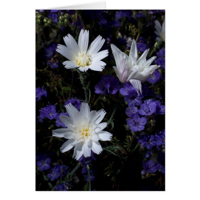 Cichorei en Phacelia Wildbloemen (Voorkant)