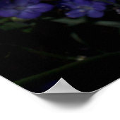Cichorei en Phacelia wilde bloemen Poster (Hoek)