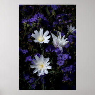 Cichorei en Phacelia wilde bloemen Poster