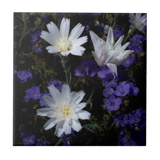 Cichorei en Phacelia wilde bloemen Tegeltje (Voorkant)