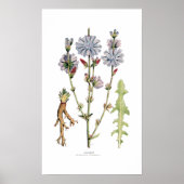 cichorei poster (Voorkant)