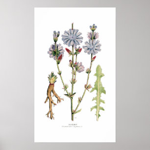 cichorei poster