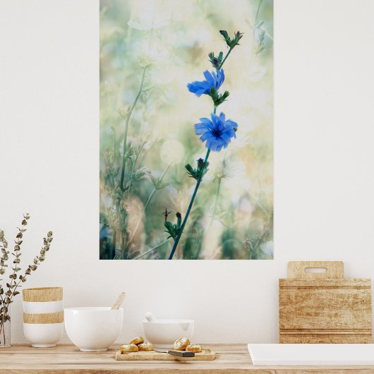 cichorei poster (Keuken)