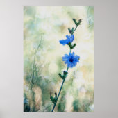 cichorei poster (Voorkant)