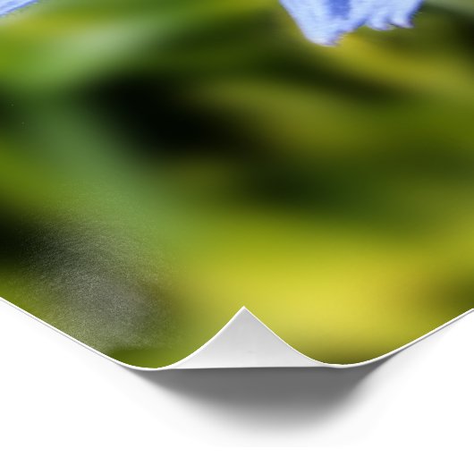 cichoreibloem poster (Hoek)