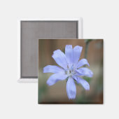 Cichorium intybus magneet (Voorkant / Achterkant)