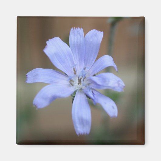 Cichorium intybus magneet (Voorkant)