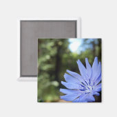 Cichorium Intybus Magnet (Voorkant / Achterkant)