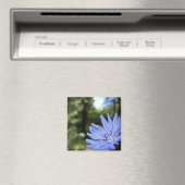 Cichorium Intybus Magnet (Insitu (Vaatwasser))