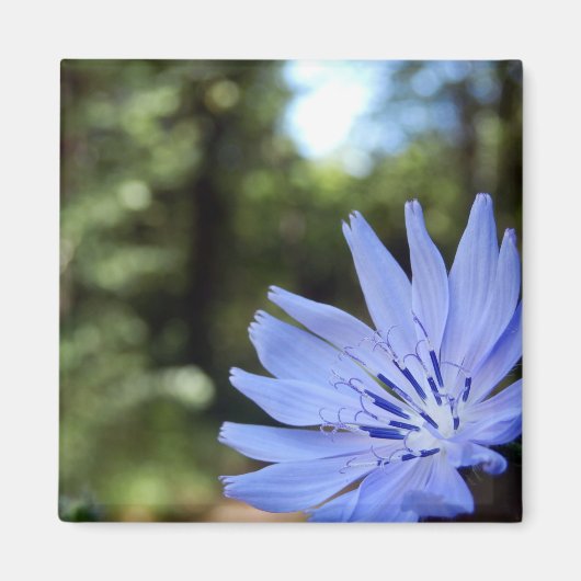 Cichorium Intybus Magnet (Voorkant)