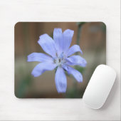 Cichorium intybus muismat (Met muis)