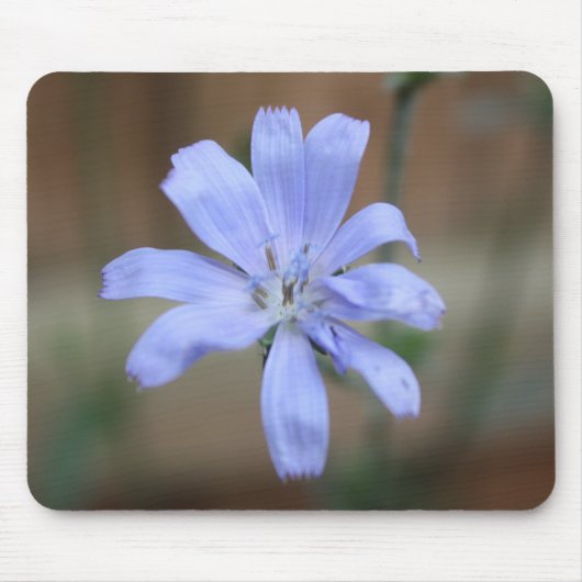 Cichorium intybus muismat (Voorkant)