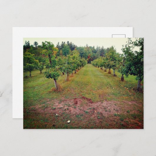 Cider Flats appelboomgaard Hinckley Minnesota Briefkaart (Voorkant / Achterkant)