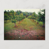 Cider Flats appelboomgaard Hinckley Minnesota Briefkaart (Voorkant)