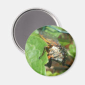 cigaal magneet (Voorkant / Achterkant)