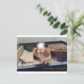 Cigar poop-postkaart briefkaart (Staand voorkant)