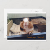 Cigar poop-postkaart briefkaart (Voorkant / Achterkant)