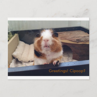 Cigar poop-postkaart briefkaart