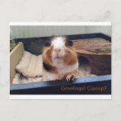 Cigar poop-postkaart briefkaart (Voorkant)