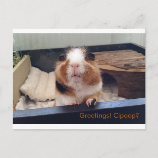 Cigar poop-postkaart briefkaart (Voorkant)