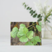 Cilantro Briefkaart (Staand voorkant)