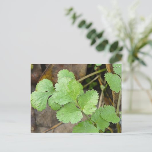 Cilantro Briefkaart (Staand voorkant)