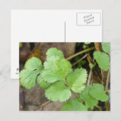 Cilantro Briefkaart (Voorkant / Achterkant)