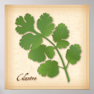 Cilantro Herb Poster