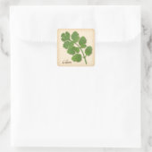 Cilantro Herb Square Sticker (Tas)