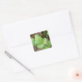 Cilantro Vierkante Sticker (Envelop)