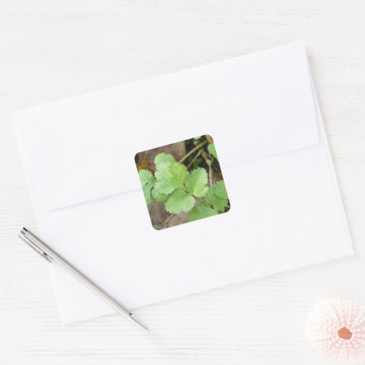 Cilantro Vierkante Sticker (Envelop)