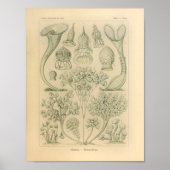  Ciliata-kleur Ernst Haeckel afdrukken Poster (Voorkant)