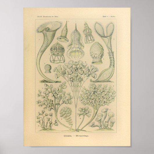  Ciliata-kleur Ernst Haeckel afdrukken Poster (Voorkant)