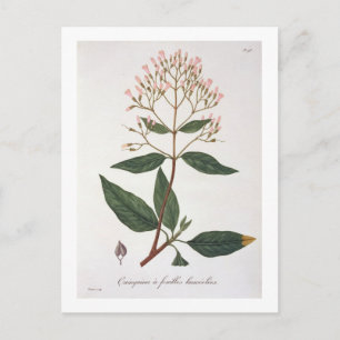 Cinchona uit 'Phytographie Medicale' door Joseph R Briefkaart