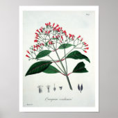 Cinchona uit 'Phytographie Medicale' door Joseph R Poster (Voorkant)