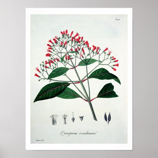 Cinchona uit 'Phytographie Medicale' door Joseph R Poster (Voorkant)