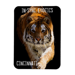 Cincinnati Tiger - Magneet