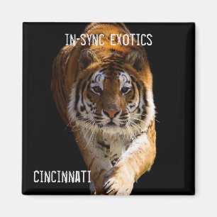 Cincinnati Tiger - Magneet