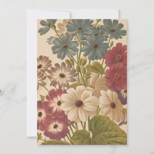 Cineraria | George Nicholson (Voorkant)