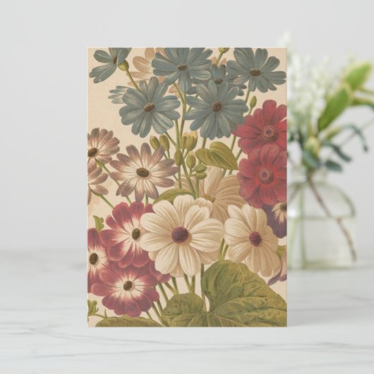 Cineraria | George Nicholson (Staand voorkant)