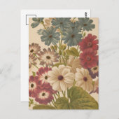 Cineraria | George Nicholson Briefkaart (Voorkant / Achterkant)