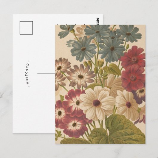 Cineraria | George Nicholson Briefkaart (Voorkant / Achterkant)