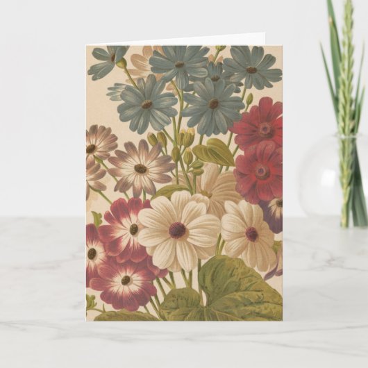 Cineraria | George Nicholson Kaart (Voorkant)