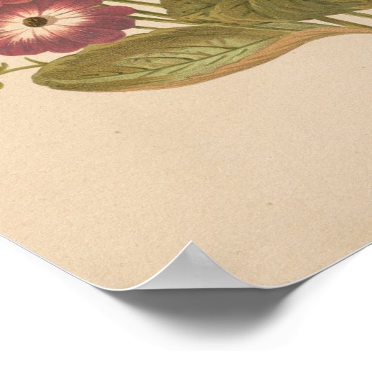 Cineraria | George Nicholson Poster (Hoek)