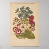 Cineraria | George Nicholson Poster (Voorkant)