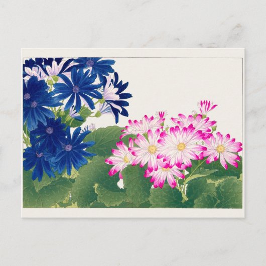 Cineraria van Tanigami Konan Briefkaart (Voorkant)