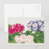 Cineraria van Tanigami Konan Briefkaart (Voorkant / Achterkant)