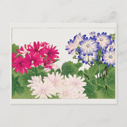 Cineraria van Tanigami Konan Briefkaart (Voorkant)