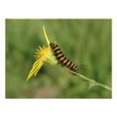 Cinnabar Moth Caterstyle on Ragwort Foto Afdruk (Voorkant)