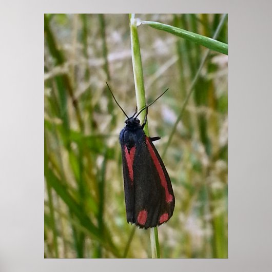 Cinnabar Moth Poster (Voorkant)